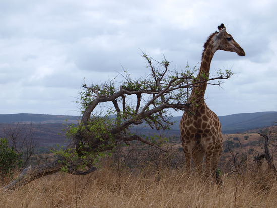 Giraffe im Hluhluwe-Umfolozi Park.
