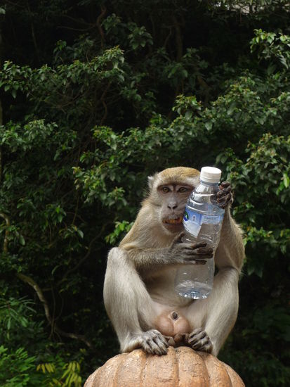 Unser Weggefährte die Treppen hinauf. Hat mir den Kampf um seine Flasche angedroht