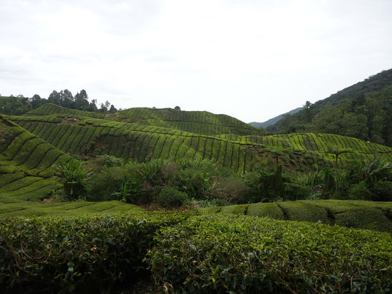 Ein Teil der prachtvollen Plantage
