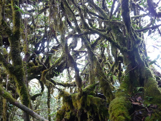 Im Mossy Rainforest
