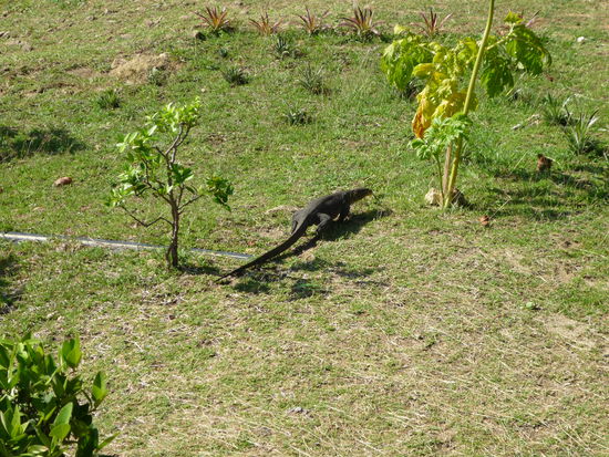 Unser kleiner Kamerad, dessen Freunde wir des öfteren quer über die Insel angetroffen haben.