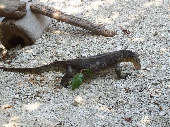Der große Kumpel unseres Warans kam uns hier besuchen