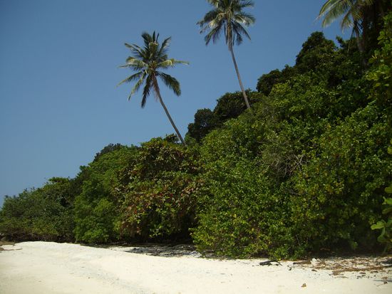 Turtle Bay - 10min von D'Lagoon entfernt 
leider keine Schildkröten hier gesehen