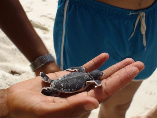 Eines der 6 Babyschildkröten