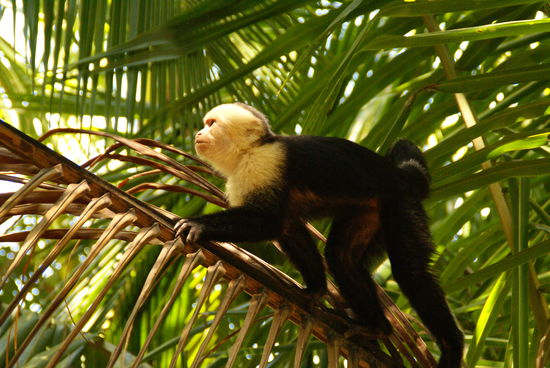 einer der kleinen Affen die wir unterwegs getroffen haben