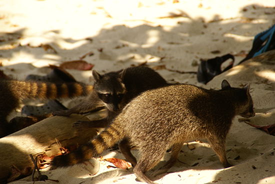 die kleinen "Banditen" begegneten uns an fast jedem Strand dort auf der Suche nach was essbarem 