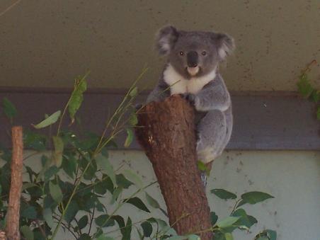 Ein suesser Koala, oder?!