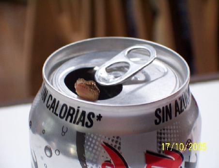Lizards... die staendigen Begleiter. So, watch your drink!!