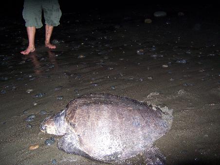 Bei der Rueckkehr ins Meer, denn beim Nestgraben duerfen die Tiere nicht gestoert werden