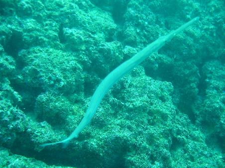 Needle Fish