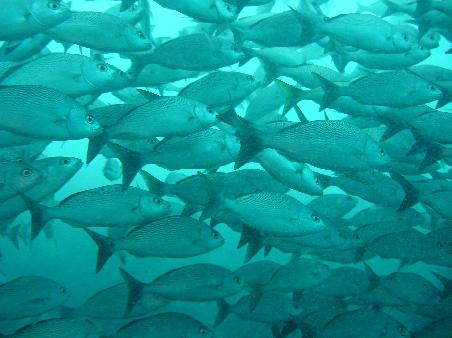viele Fische..