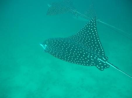 Eagle Rays... unglaublich faszinierende Tiere!