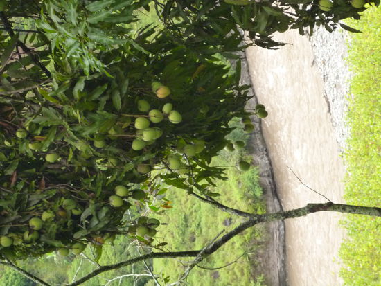 Mongos .. weis auch nicht warum ich nur ein Bild von den unreifen gemacht habe 