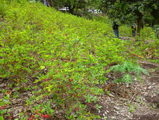 jajaja... die Kokaplantagen