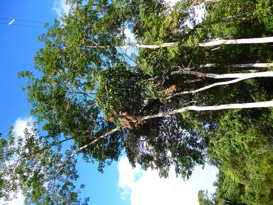 die braunen dinger da sind vogelnaester fuer Papageien 