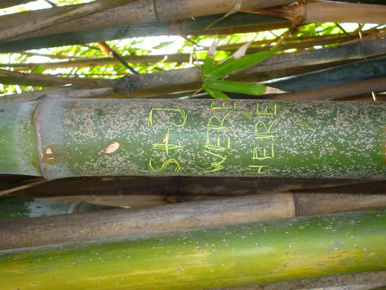 Our sign on a Bambustree  made with a Key
