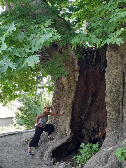 1000 Jahre alte Platane