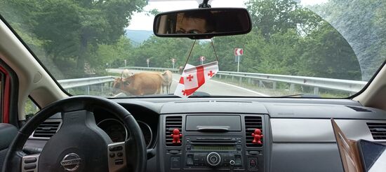 Immer wieder stehen Kühe auf der Strasse, selbst auf der Autobahn