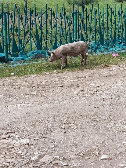 Diesmal Schwein auf der Strasse