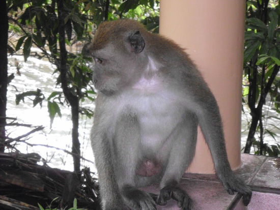 Besuch auf unserer Terrasse in Khao Sok
