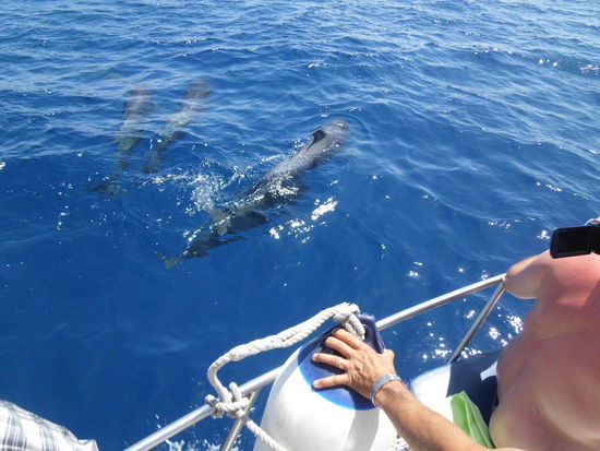 so dicht waren die Wale an unserem Boot