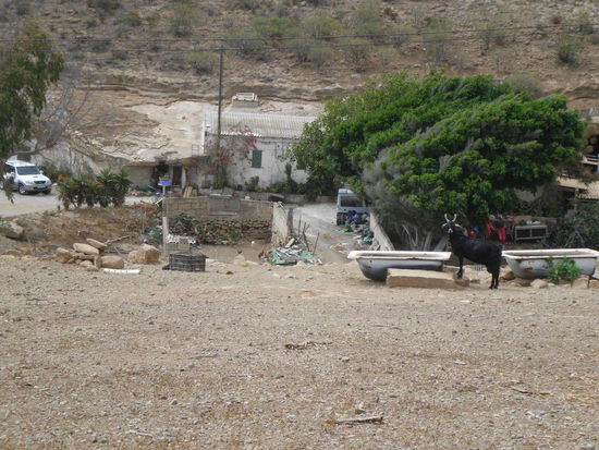 unsere Käserei bei Arico