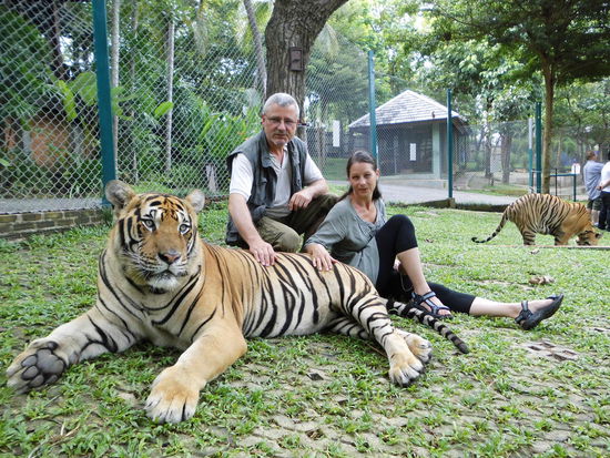 mit dem Tiger auf Tuchfühlung