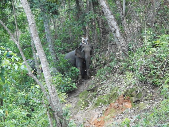 ab durch den Dschungel
