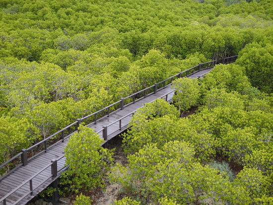 Mangroven-Brücke im Pranburi Forrest Park