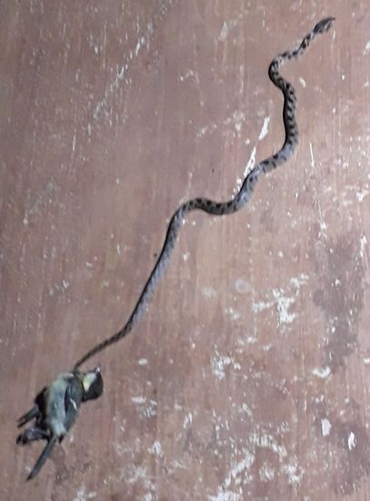 Hier war die Natter schon auf der Flucht