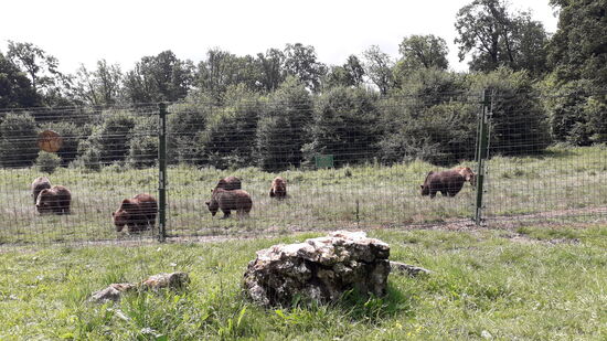Große Gehege mit viel Rückzugsgebiet