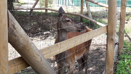 Hoffentlich kein Futter