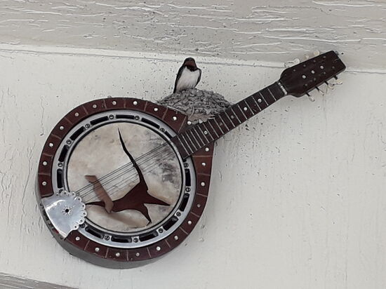 Musikalische Schwalbe