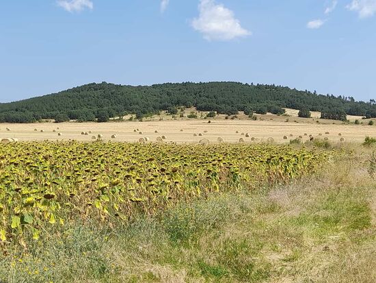Felder, Sonnenblumen-leider hier schon verblüht