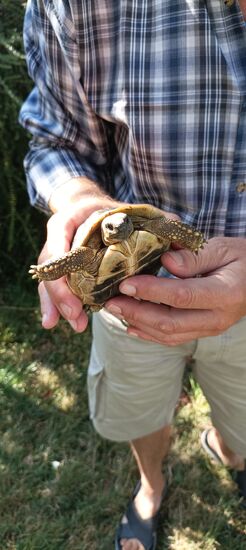 Überall sind uns Schildkröten begegnet