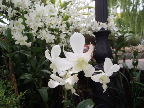 Botanischer Garten Singapore