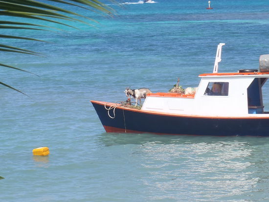 Hier reist man nur mit Ziege an Bord. Die 6 koepfige Crew dieser Nussschale hatte Motorprobleme und lag einen Tag in unserer Bucht. Die arme Ziege...