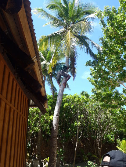 Livi holt uns ne Kokusnuss runter...YAMMI!