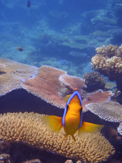 Wir haben Nemo gefunden und er hat gleich unsere Kamera geküsst... und seiner Flosse gehts auch wieder besser...