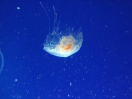 Fische in hatten wir ja schon zu Genüge - jetzt gibts Quallen...