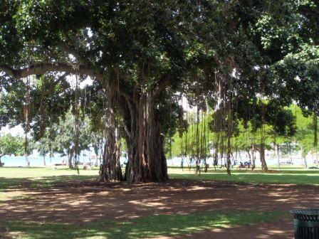 großer Baum im Kapiolani Park