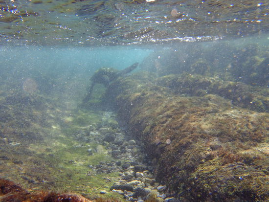 nein, nein, es schwimmt...