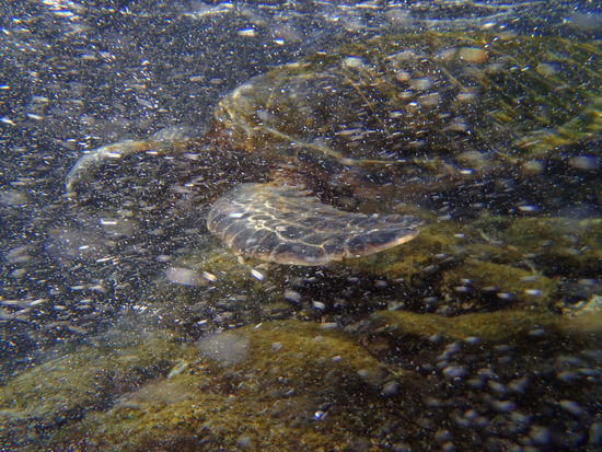 und die tummeln sich hier an der Küste...echt schön