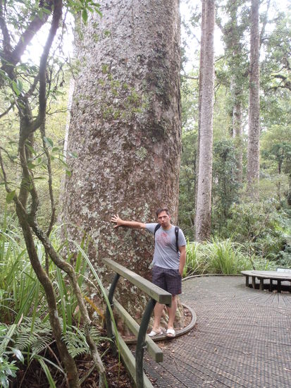 Dicke Dinger....die Kauri-Baeume, Jahrtausende alt und von den Maori verehrt.