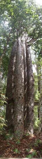 Dies sind die "4 Sisters"