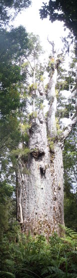 Der Dickste der Dicken...Tane Mahuta (Durchmesser von fast 17 Metern). Nach Maori-Sage hat er den Himmel von der Erde gehoben und ist fuer alles Leben verantwortlich