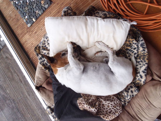 Cracker...kleiner Greta-Ersatz