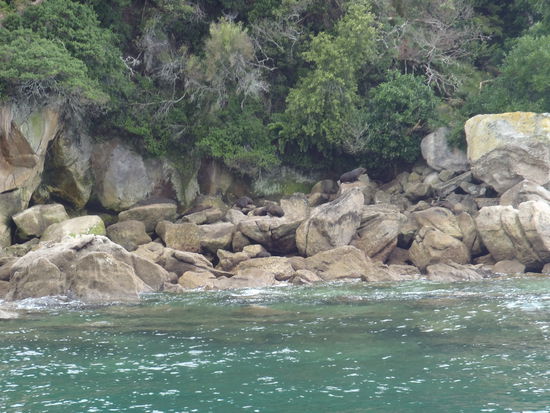 Richtig, ihr seht nicht nur Felsen sondern auch Robben im Abel Tasman Park