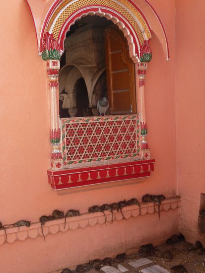 Karni-Mata-Tempel: Hindutempel mit heiligen Ratten. Es soll Glueck bringen wenn einem eine Ratte ueber den Fuss laeuft