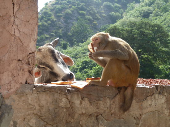 yammi yammi und immer schoen nur die Mitte essen..